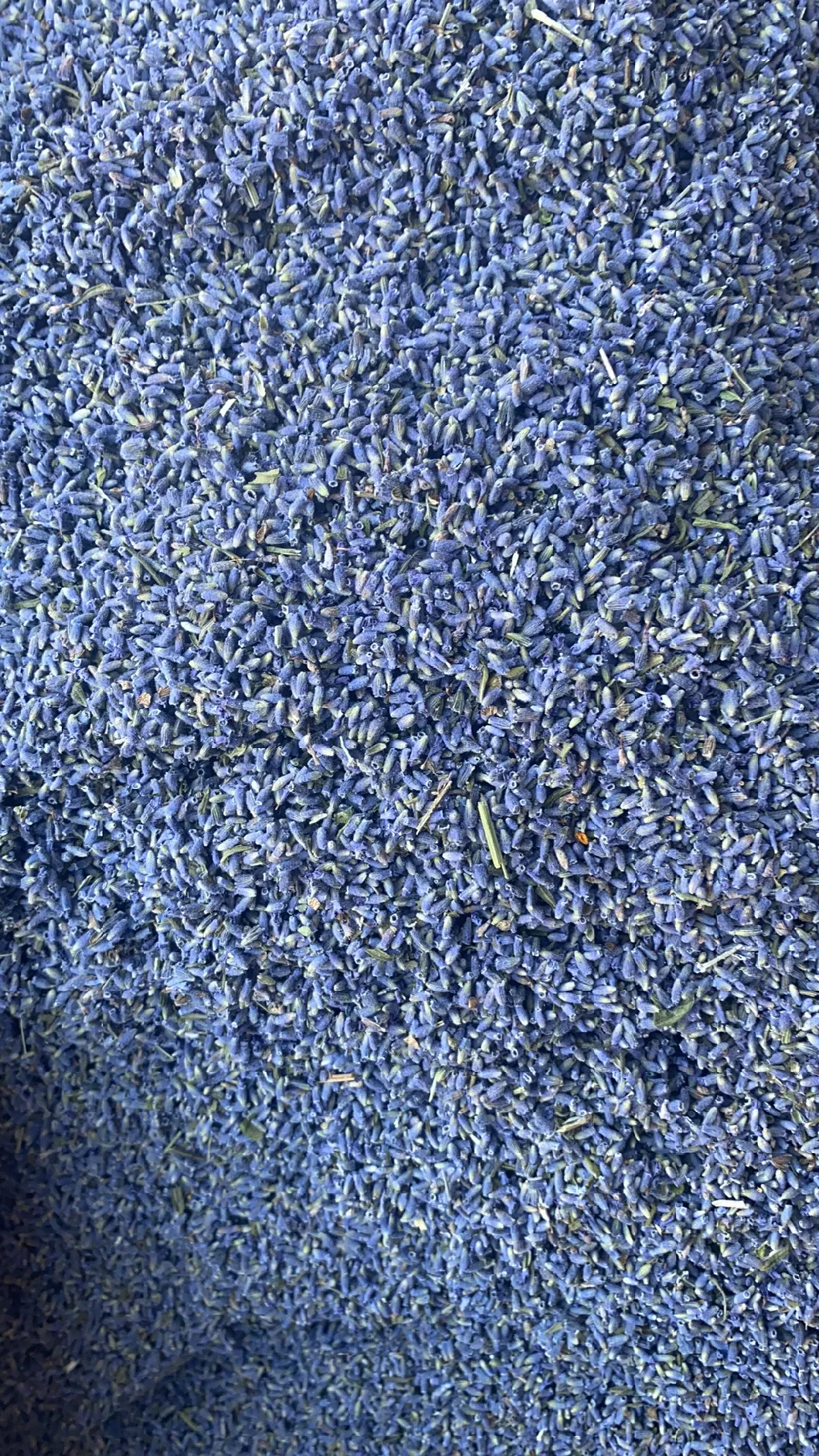 High Quality Dried Lavender Flower for Herbal Tea